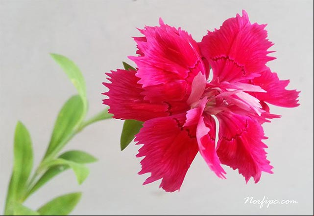 Flor roja de un Clavel Chino