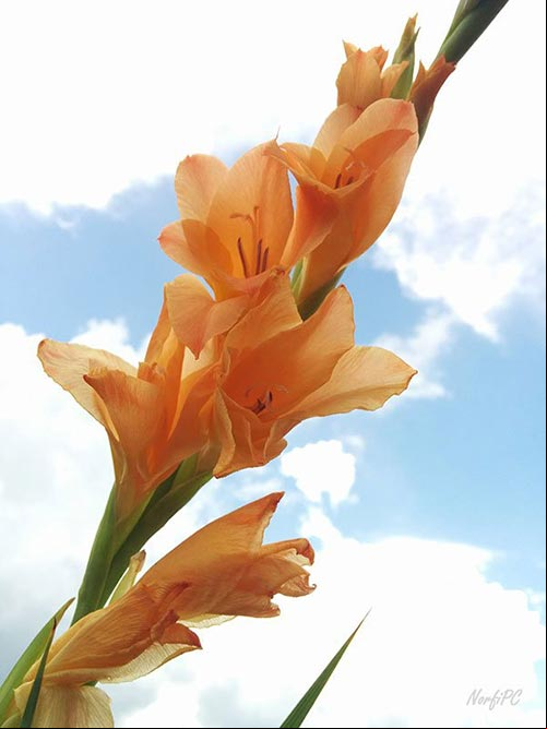 Espiga con flores del Gladiolo o Gladiolus de color naranja