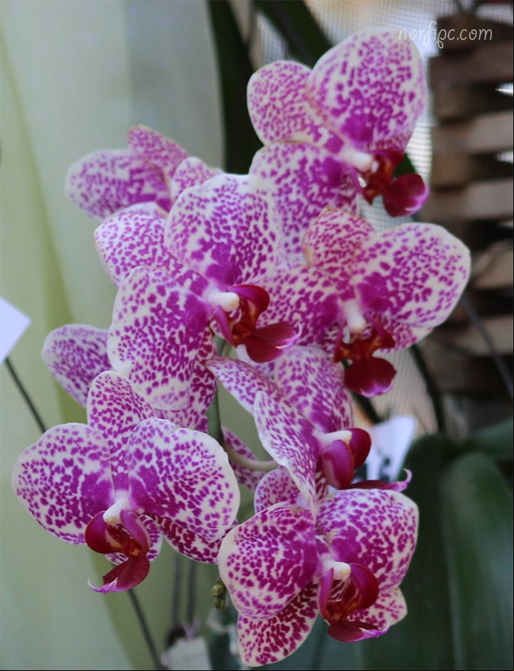 Flores de un híbrido obtenido a partir de la orquídea Phalaenopsis schilleriana Orquídea Phalaenopsis schilleriana