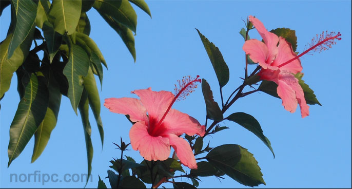 Flores del Hibiscus o Mar pacifico