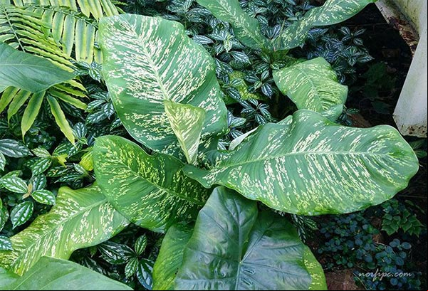 Foto de la Dieffenbachia maculata, especie con la punta de las hojas más redondeadas