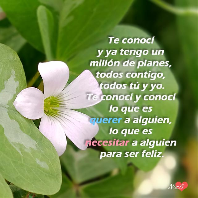 Estoy enamorado de ti, poema Flor de trebol blanca entre dos hojas