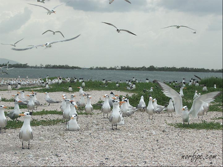 Colonia de gaviotas en Cayo Hilario Colonia de gaviotas en Cayo Hilario
