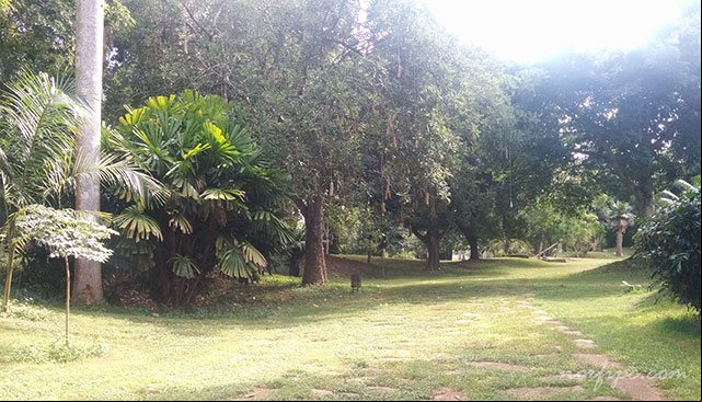 Paisaje en el Jardín Botánico de la Habana Paisaje en el Jardín Botánico de la Habana